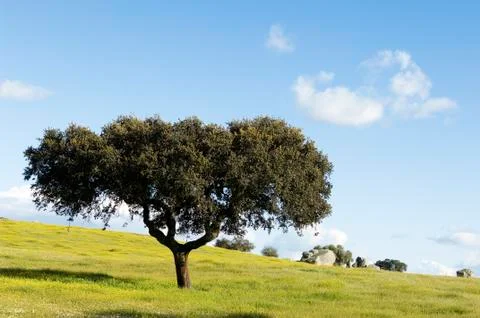 Oak tree  quercus ilex Stock Photos