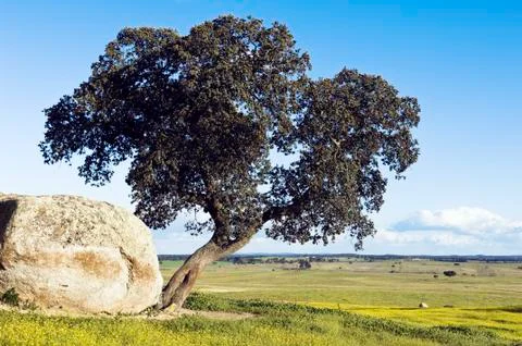 Oak tree  quercus ilex Stock Photos