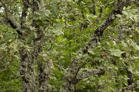 The Oak tree, Quercus pubescens, grows in the highlands. Relic tree Oak. Soft Stock Photos