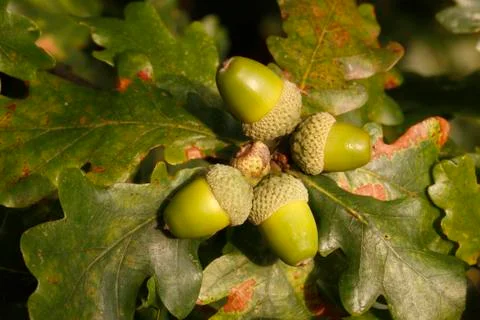 Oak tree, Quercus rober Stock Photos