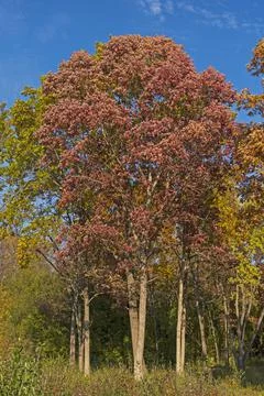 Oak Tree in the Red Colors of Fall Stockfoto's