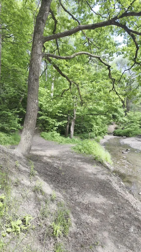An oak tree rises from a dirt path on a steep riverbank. Stock Footage 336435427