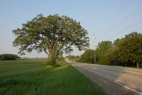 Oak Tree Road Stock Photos