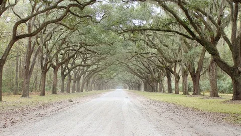 Oak Tree Road Wormsloe Stock Footage 80783486