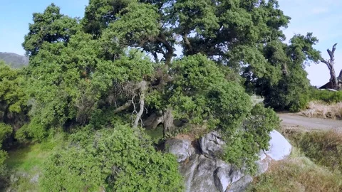 Oak Tree On A Rock Stock Footage 75656738