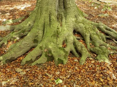 Oak tree roots and fallen leaves in winter Stock Photos