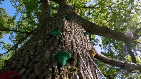 Oak Tree rotating around pan right climbing handholds Stock Footage 195999307