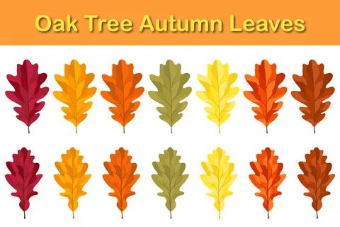 Oak Tree Rowan Leaf Set Stock Illustration