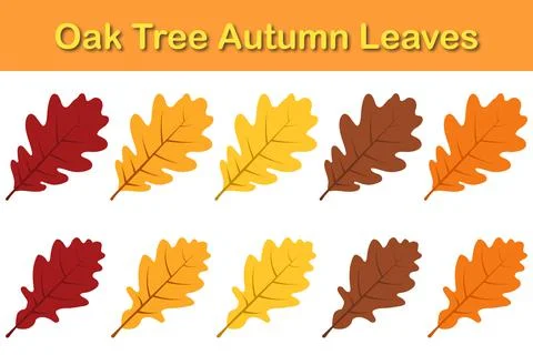 Oak Tree Rowan Leaf Set Stock Illustration