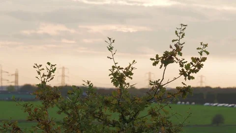 Oak tree sapling sways in wind against cloudy autumn sky England October 2017 Video stock 81517068