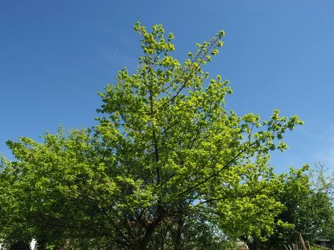 Oak tree scient. name Quercus robur Stock Photos