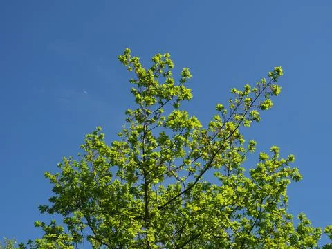 Oak tree scient. name Quercus robur Stock Photos