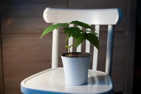 Oak tree seedlings in a white pot Stock Photos