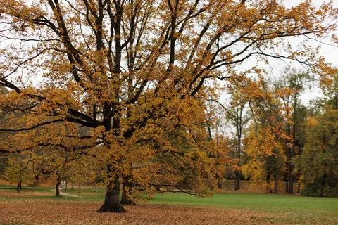 An oak tree showcases fall colors in a park in Stromovka park Prague Stock Photos