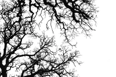 Oak tree silhouette Foto stock