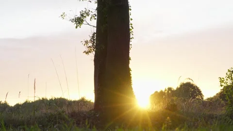 Oak Tree Silhouette at Sunset Stock Footage 345843477