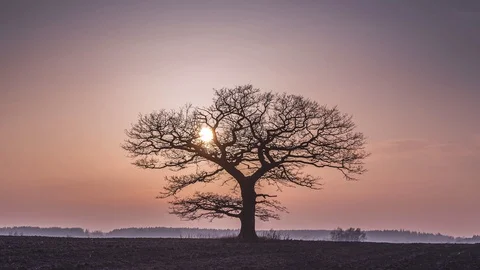 Oak tree silhuette with red sunset in the horizon Stock Footage 124871587