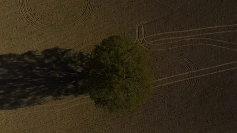 Oak, tree, single tree, lonely oak field, aerial drone footage Video stock 89807136