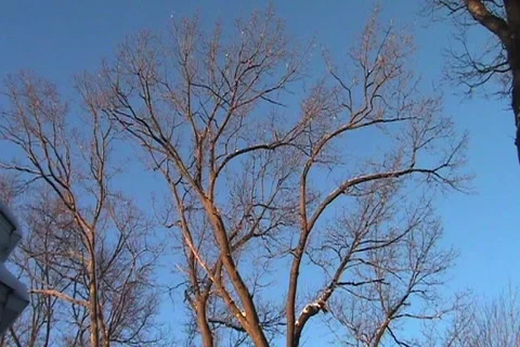 Oak Tree in the Sky Stock Footage 1067925