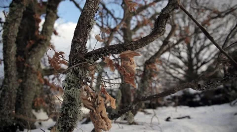 Oak tree slide in winter Video stock 47931860