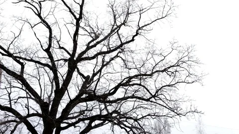 Oak Tree in a Snowy Weather Stock Footage 73440599