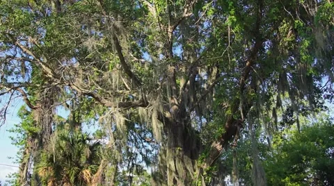 Oak Tree With Spanish Moss Video stock 62767459
