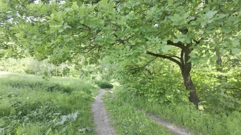 An oak tree with spreading branches leans over a narrow dirt path Stock Footage 336432607