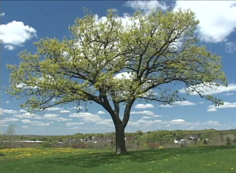 Oak tree Spring clouds Stock Footage 235068139