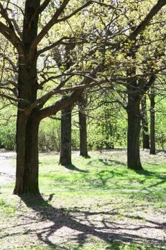 Oak tree with spring first leaves Stock Photos