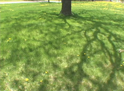 Oak Tree Spring shadow + sun +reproduction Video stock 235068945
