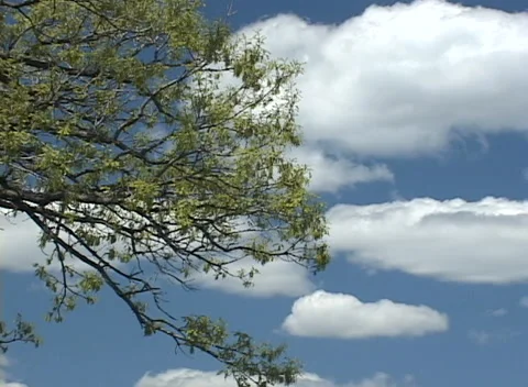 Oak Tree Spring wide &amp; pan Stock Footage 235069668