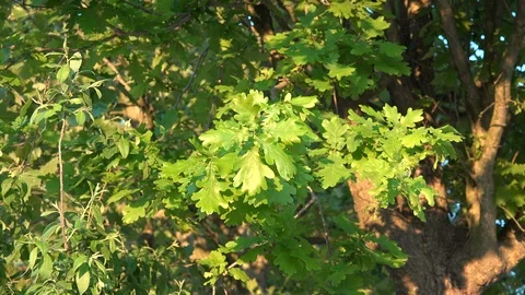 Oak tree in spring zooms to leaves | Stock Video | Pond5