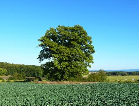 Oak tree standing in the field Stock Photos