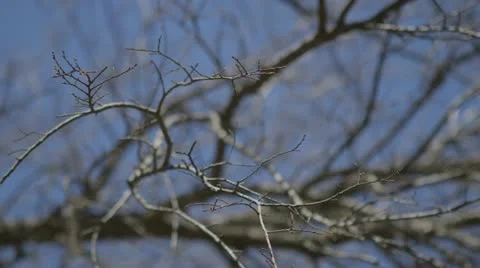 An Oak tree starts to bud 스톡 동영상 22050414