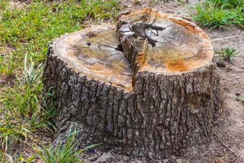 Oak tree stump Stock Photos