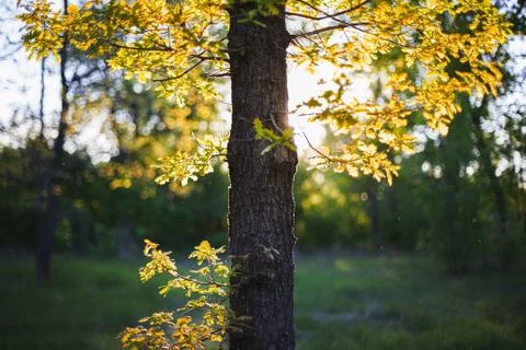 Oak tree in summer forest Stock Photos