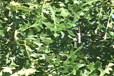Oak Tree Summer full bloom Stock Footage 234750962