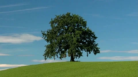 Oak tree in summer time lapse Stock Footage 7761282