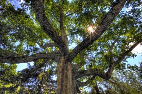 Oak tree with sun shine Stock Photos
