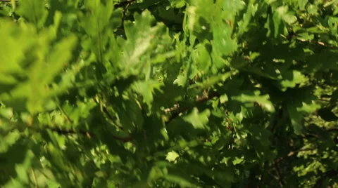 Oak tree in sunny summer day green leaves in wind motion video footage Stock Footage 53861682