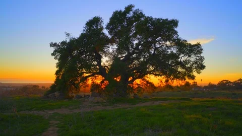 Oak Tree Sunset &amp; Walker Stock Footage 119794720