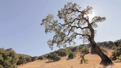 Oak Tree Swaying over Dry California Hills Stock Footage 71124650