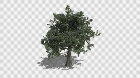 Oak Tree Swaying in the Wind Loop with Shadow and Alpha Vidéo 204812492