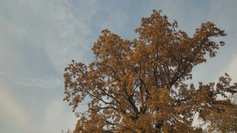 Oak Tree Sways In The Wind. Autumn Video stock 117364804
