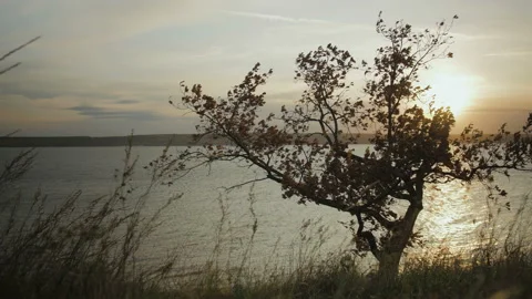 Oak Tree Sways In The Wind Near The River At Sunset. Autumn Stock Footage 117363729