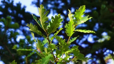 Oak tree swinging in slow motion Stock Footage 140265542
