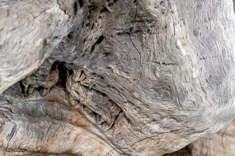 Oak Tree Texture Closeup Stock Photos