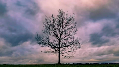 Oak tree time lapse Vídeos de archivo 147741649