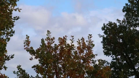 Oak tree top Stock Footage 255966092