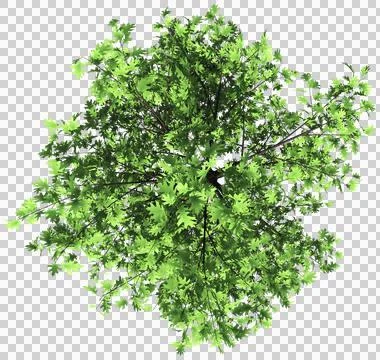 Oak tree top view isolated - 3d rendering Stock Illustration